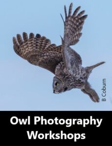 Owl Photography Workshop