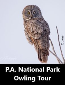 Prince Albert National Park Owling Tour