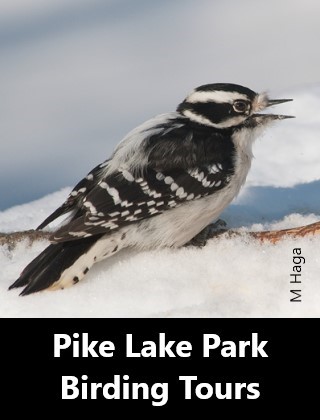 Pike Lake Birding Tours