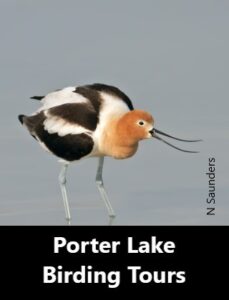 Porter Lake Birding Tours