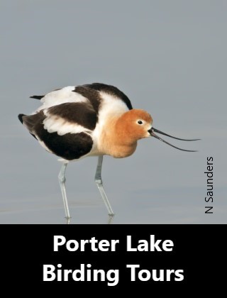 Porter Lake Birding Tours
