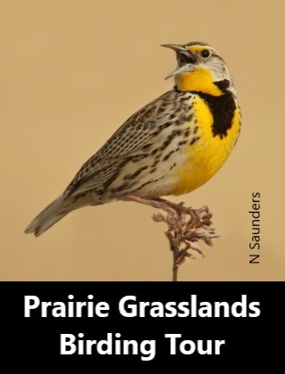 Prairie Grasslands Birding Tour