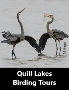 Quill Lakes Birding Tours
