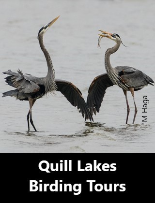 Quill Lakes Birding Tours