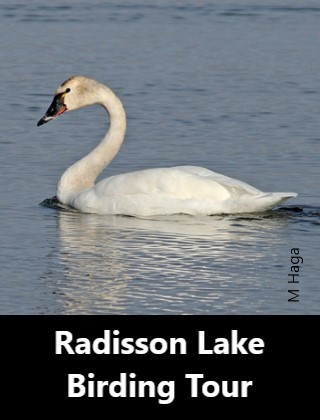 Radisson Lake Birding Tour
