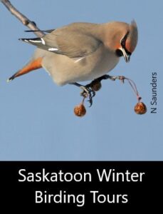 Saskatoon Winter Birding Tours