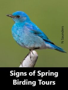 Signs of Spring Birding Tours