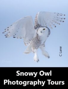 Snowy Owl Tours