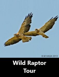 Wild Raptor Tour