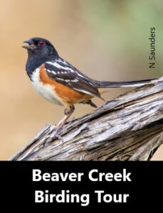 Beaver Creek Birding Tour