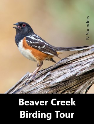Beaver Creek Birding Tour