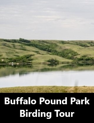 Buffalo Pound Park Birding Tour