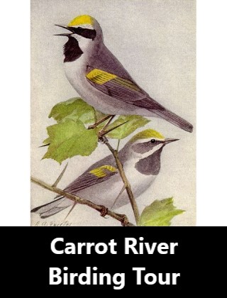 Carrot River Birding Tour