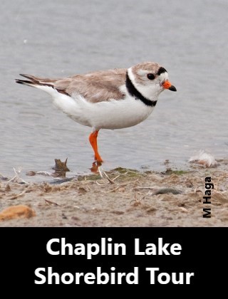 Chaplin Lake Shorebird Tour