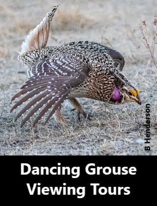 Dancing Grouse Viewing Tours