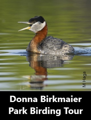 Donna Birkmaier Park Birding Tour