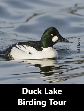 Duck Lake Birding Tour