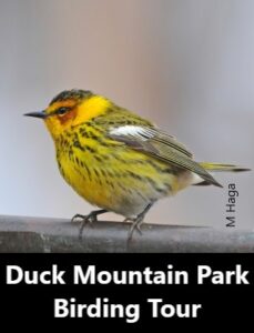 Duck Mountain Park Birding Tour