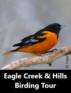 Eagle Creek and Hills Birding Tour