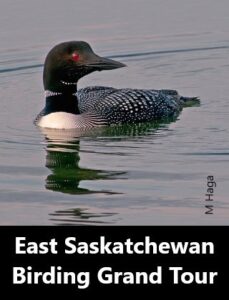 Eastern Saskatchewan Birding Grand Tour