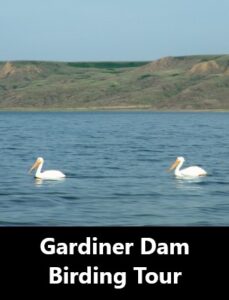 Gardiner Dam Birding Tour