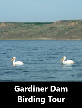 Gardiner Dam Birding Tour