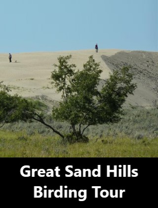 Great Sand Hills Birding Tour