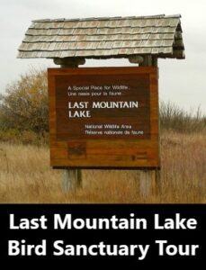 Last Mountain Lake Bird Sanctuary Tour