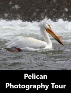 Pelican Photography Tour