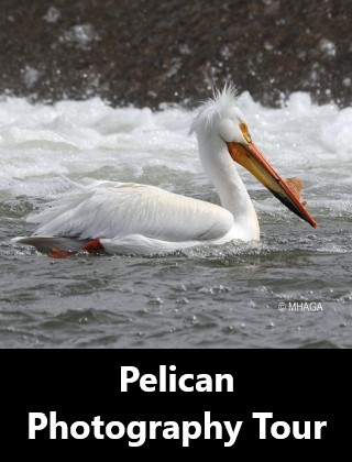Pelican Photography Tour