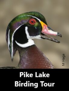 Pike Lake Birding Tour