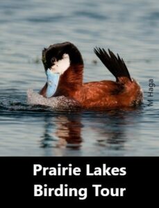 Prairie Lakes Birding Tour