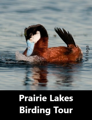 Prairie Lakes Birding Tour