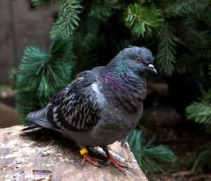 Advocacy project: Poisoned Pigeons