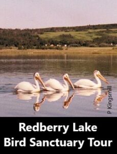 Redberry Lake Bird Sanctuary Tour