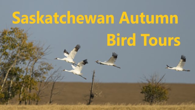 Saskatchewan Autumn Bird Tours