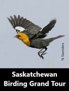 Saskatchewan Birding Grand Tour