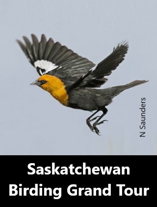 Saskatchewan Birding Grand Tour