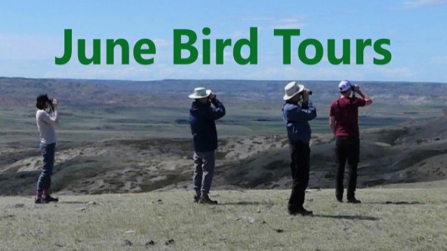 Saskatchewan June Bird Tours