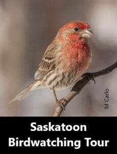 Saskatoon Summer Birdwatching Tour