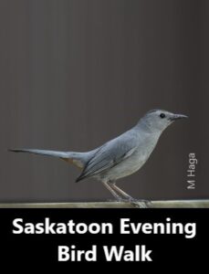 Saskatoon Evening Bird Walk