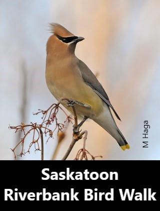 Saskatoon Riverbank Bird Walk