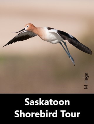 Saskatoon Shorebird Tour