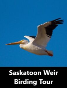 Saskatoon Weir Birding Tour
