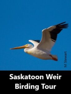Saskatoon Weir Birding Tour