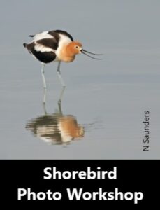 Shorebird Photography Workshop