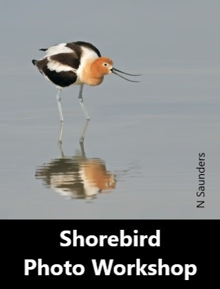 Shorebird Photography Workshop