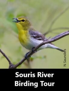 Souris River Birding Tour