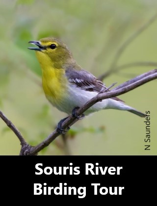 Souris River Birding Tour