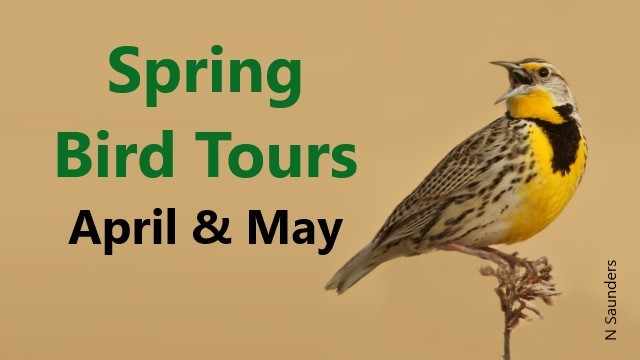 Saskatchewan Spring Bird Tours: April & May